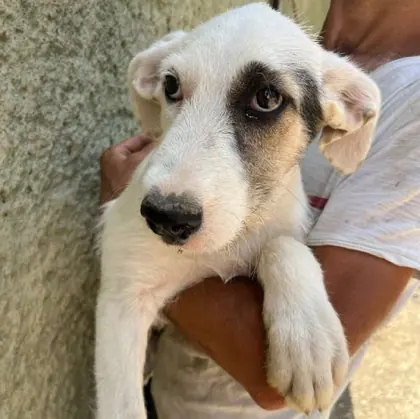 Cane disponibile per adozione al Rifugio Mimiani