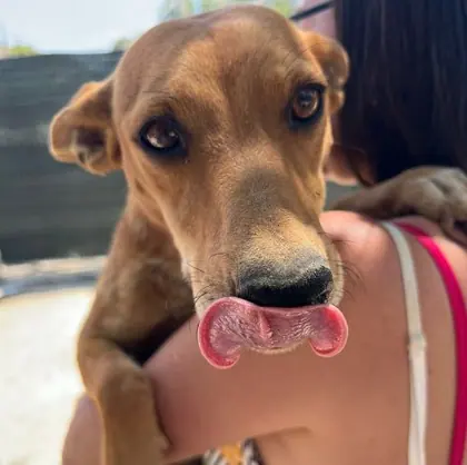 Cane del canile in cerca di famiglia