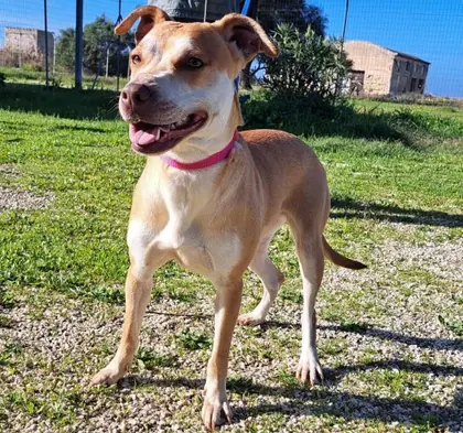 Cane accudito dal Rifugio Mimiani