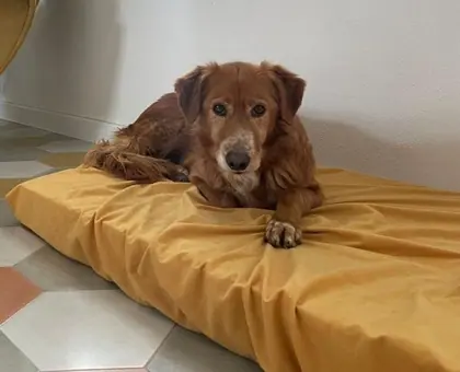 Cane in attesa di adozione responsabile