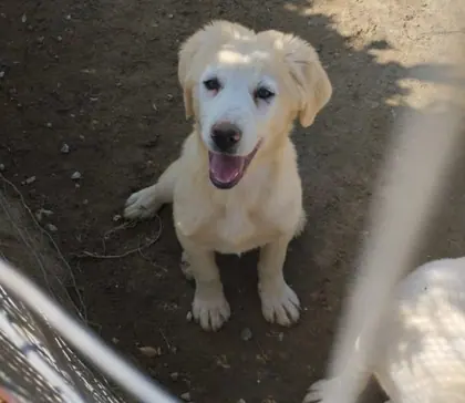Cane ospite del canile a Caltanissetta