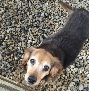 Cane da adottare presso Rifugio Mimiani