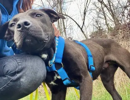 Cane accolto dal rifugio in cerca di casa