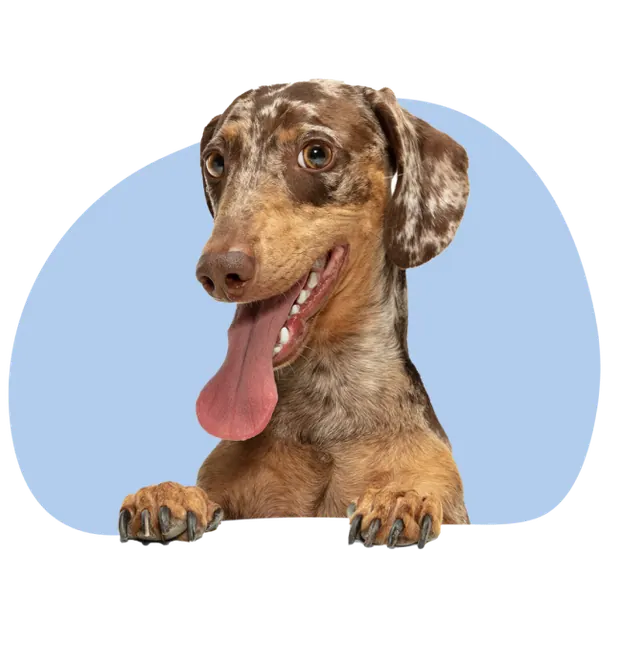 Cane sereno ospite del Rifugio Mimiani